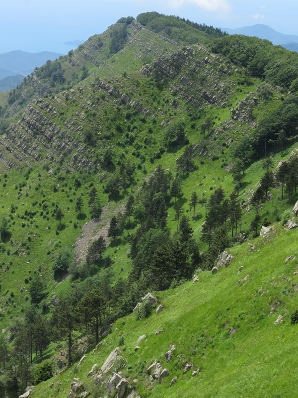 Anello della Faggeta del Monte Zatta (Appennino Ligure)