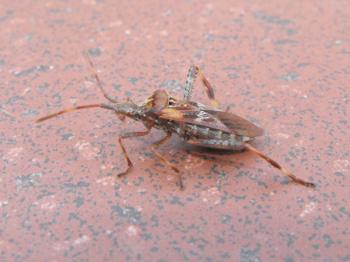 Coreidae: Leptoglossus occidentalis della Liguria (GE)