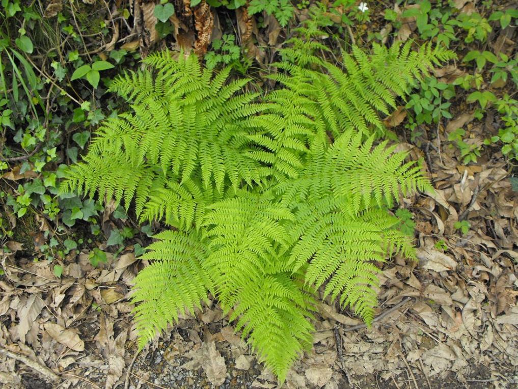 Athyrium filix-foemina?