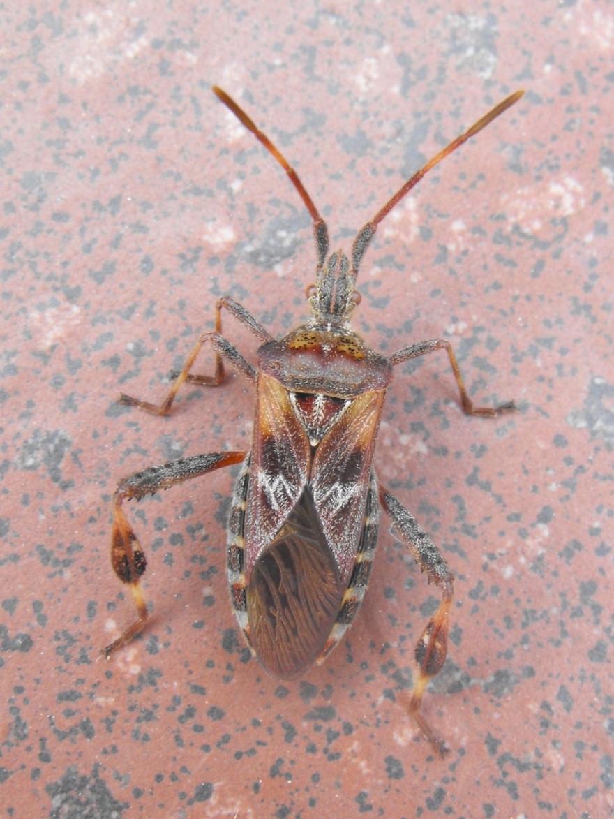 Coreidae: Leptoglossus occidentalis della Liguria (GE)