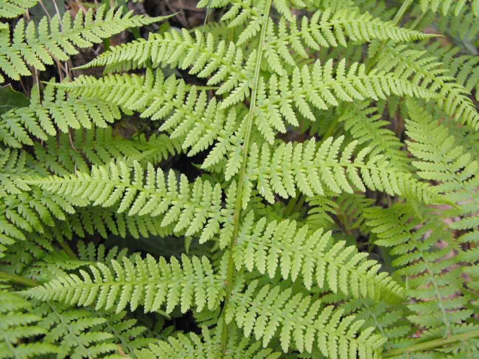 Athyrium filix-foemina?