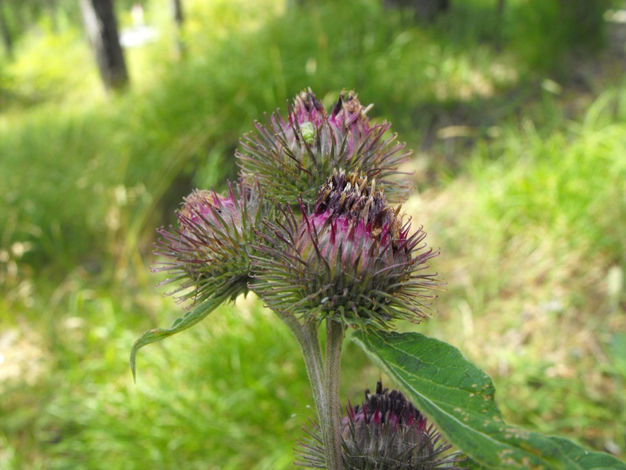 Arctium nemorosum?