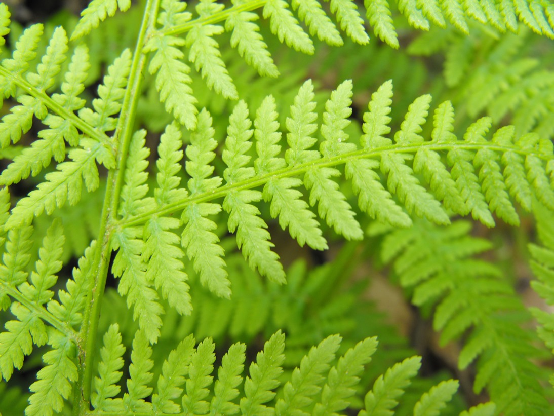 Athyrium filix-foemina?