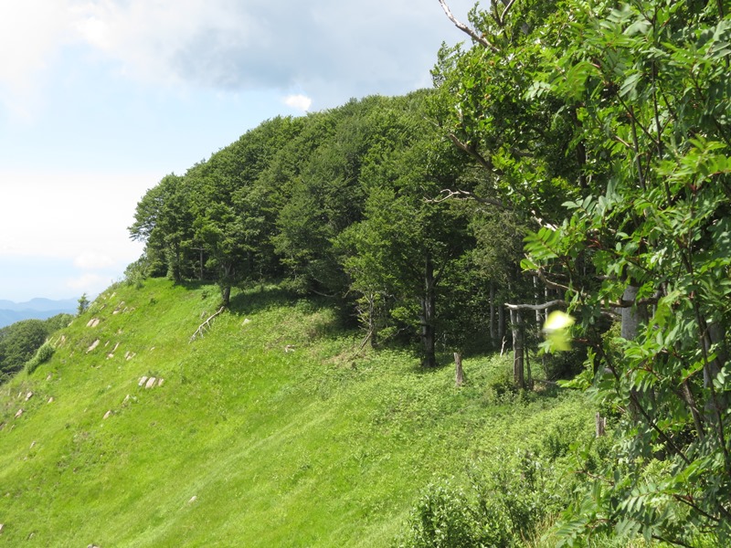 Anello della Faggeta del Monte Zatta (Appennino Ligure)