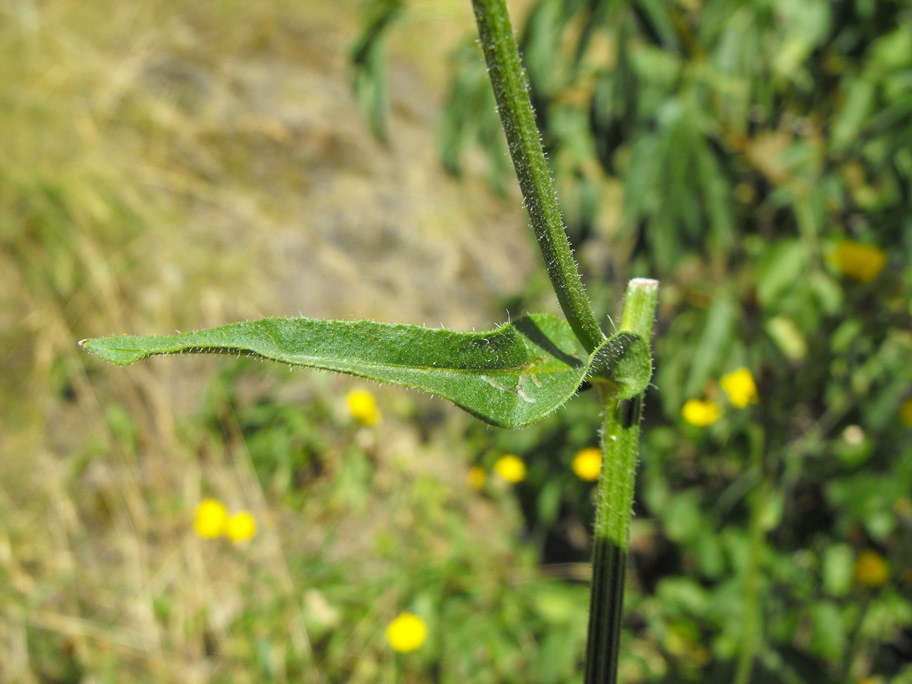 Asteracea da determinare