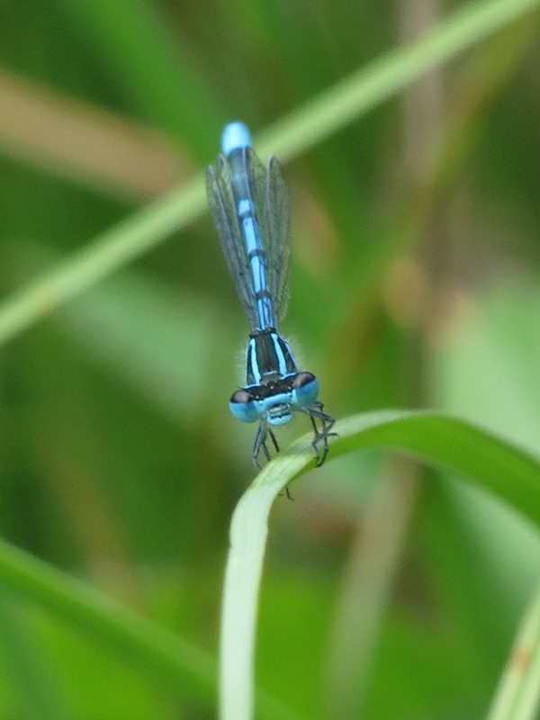 Da determinare: Coenagrion puella