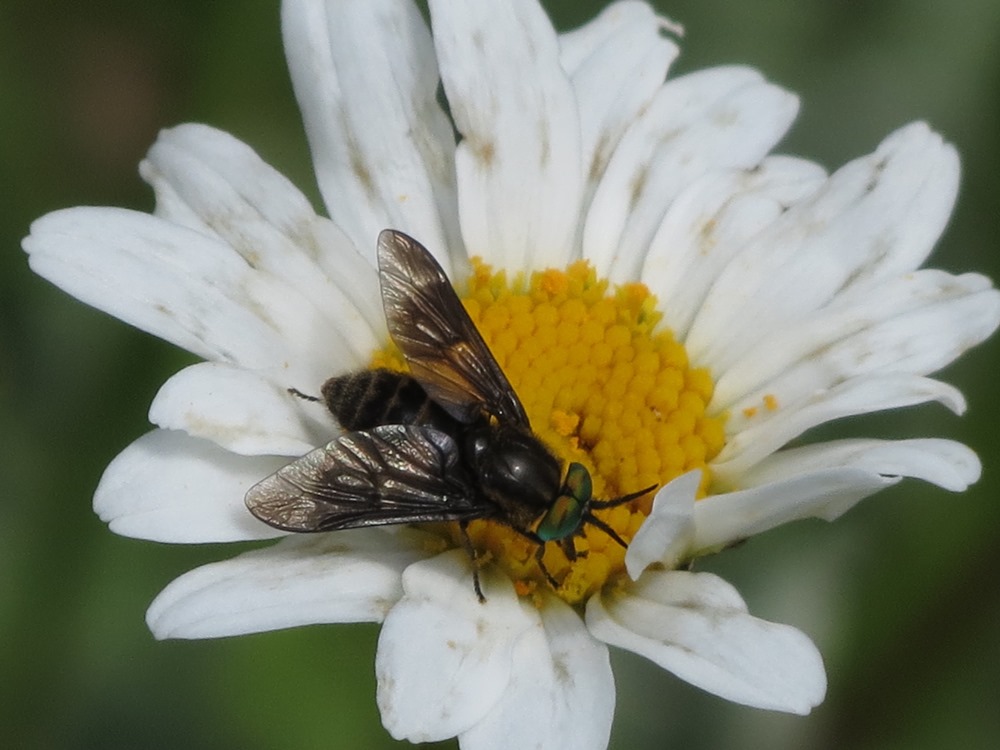 Chrysops cfr viduatus