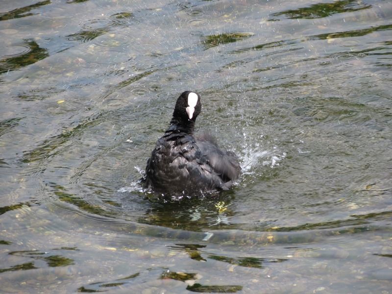 La toeletta della folaga