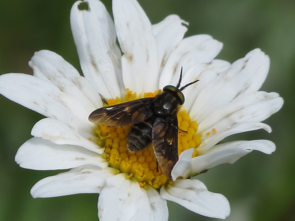 Chrysops cfr viduatus