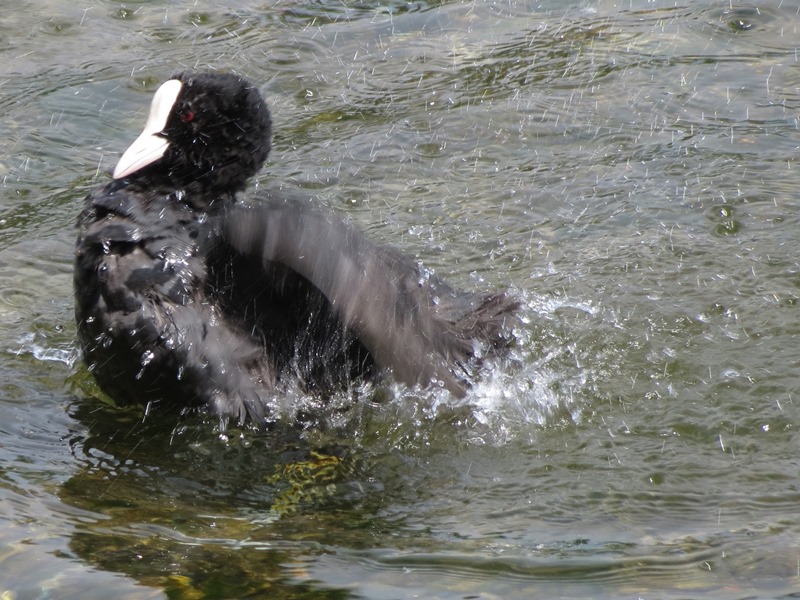 La toeletta della folaga