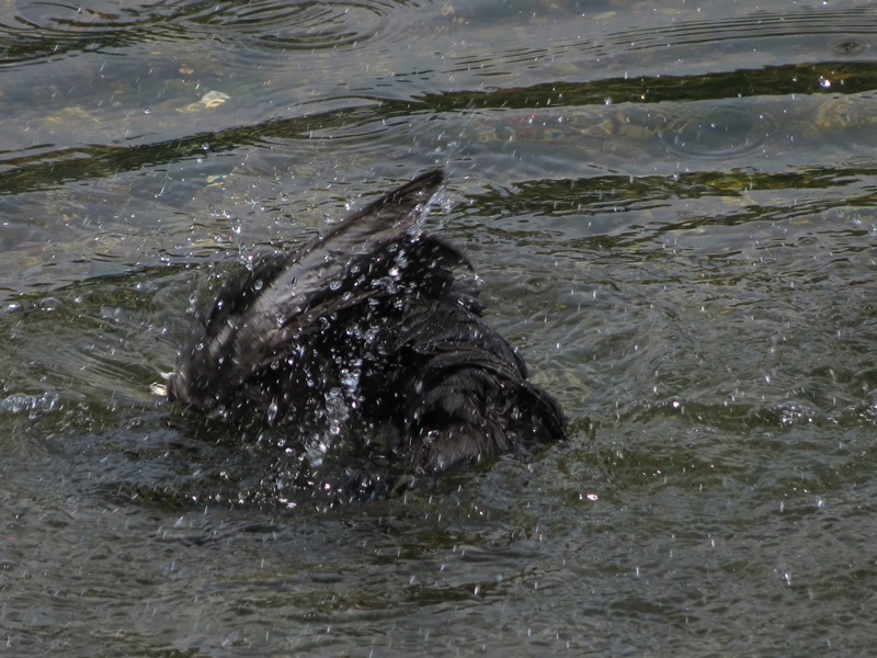 La toeletta della folaga