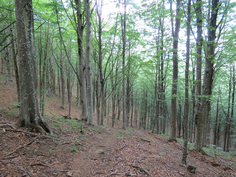Anello della Faggeta del Monte Zatta (Appennino Ligure)