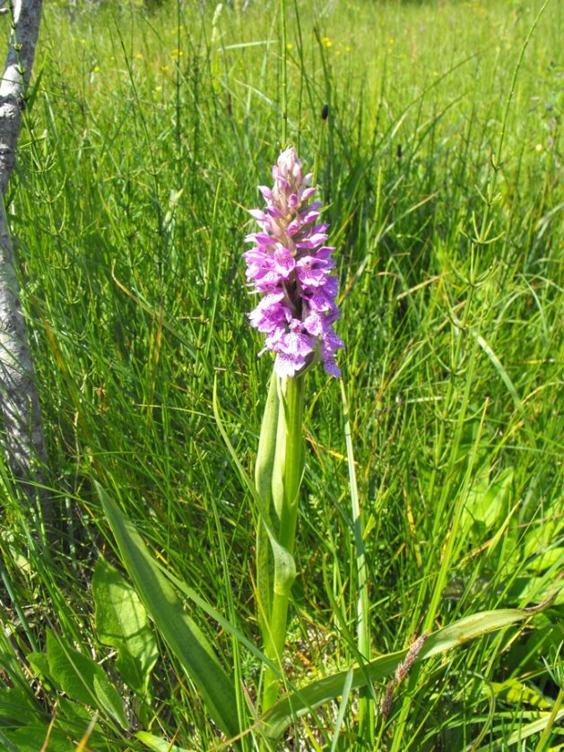 Ibridi da identificare