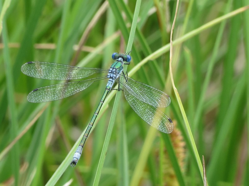 Da determinare: Lestes dryas