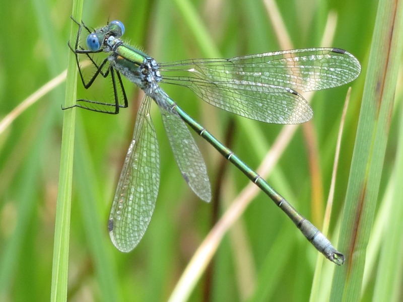 Da determinare: Lestes dryas