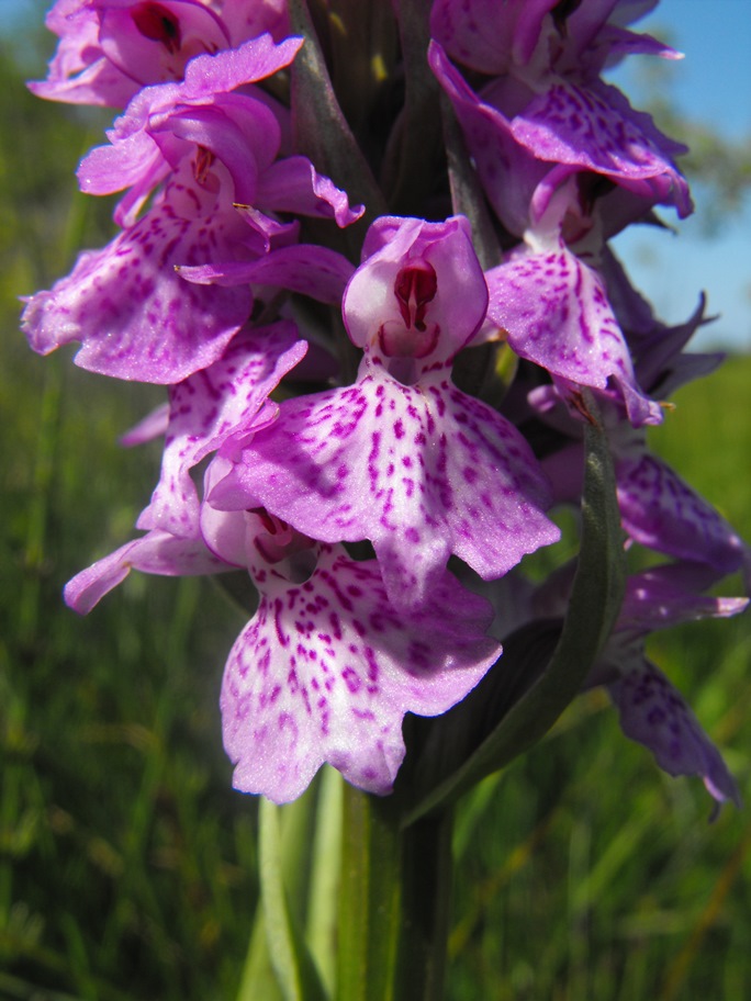 Ibridi da identificare
