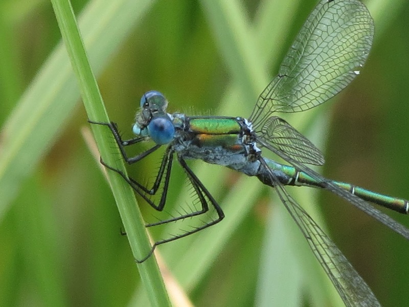 Da determinare: Lestes dryas