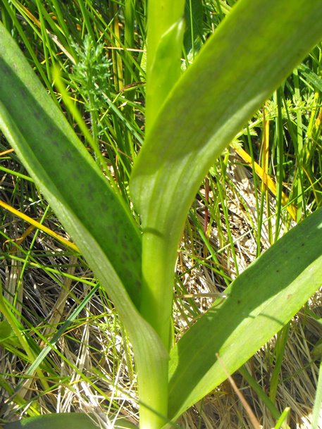 Ibridi da identificare