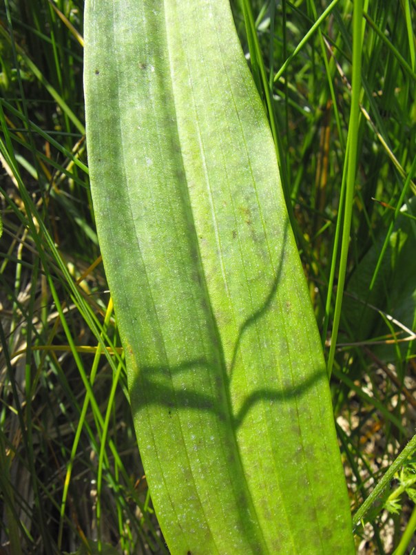 Ibridi da identificare
