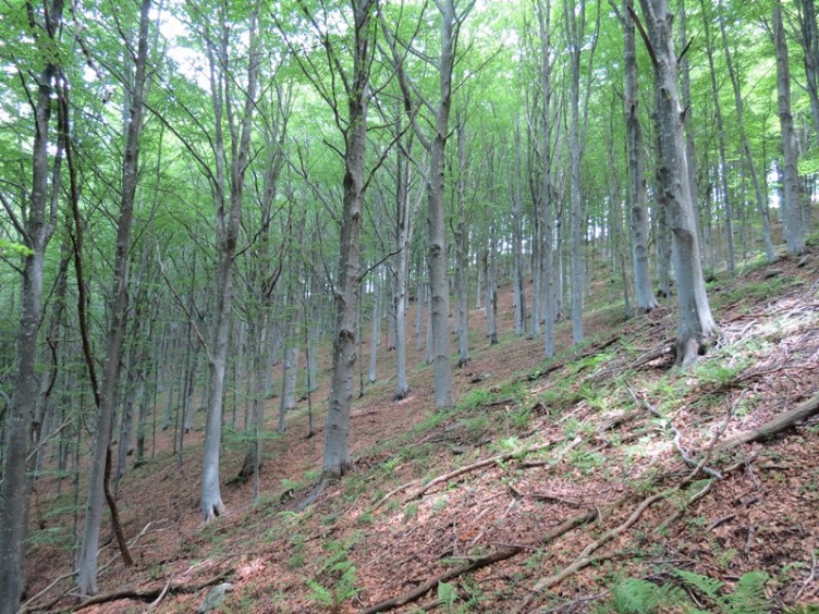 Anello della Faggeta del Monte Zatta (Appennino Ligure)