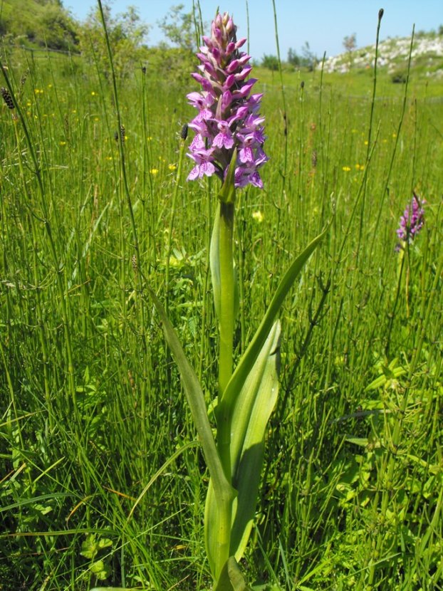 Ibridi da identificare