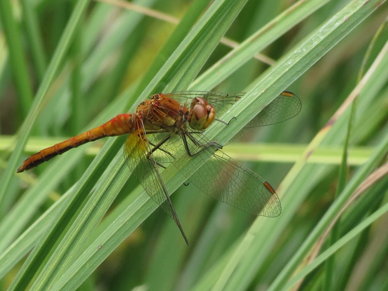 Da determinare: Sympetrum flaveolum