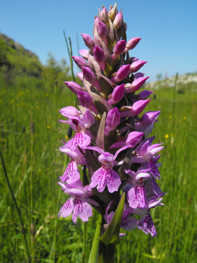 Ibridi da identificare