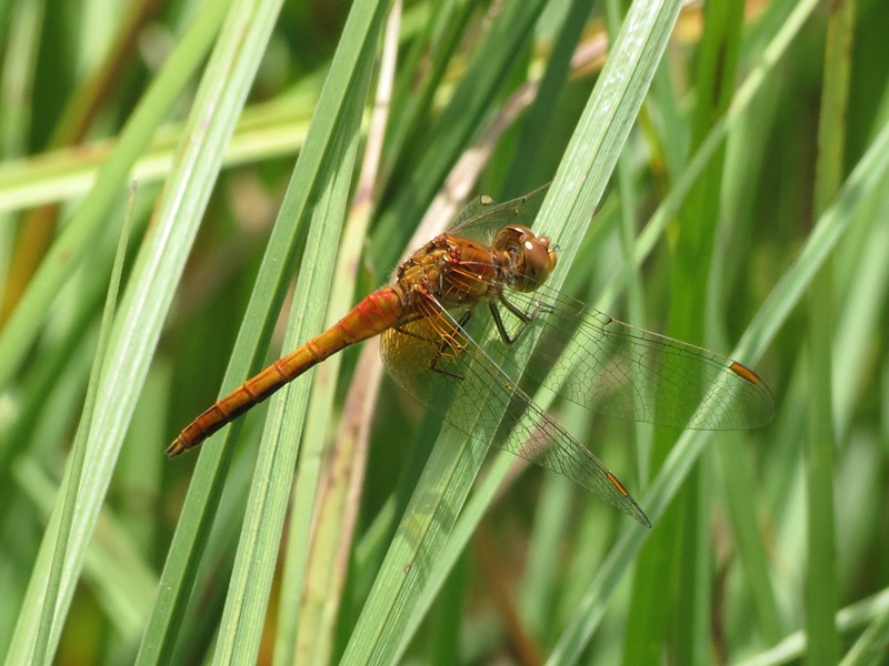 Da determinare: Sympetrum flaveolum