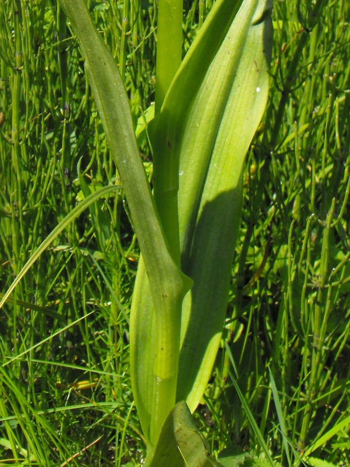 Ibridi da identificare