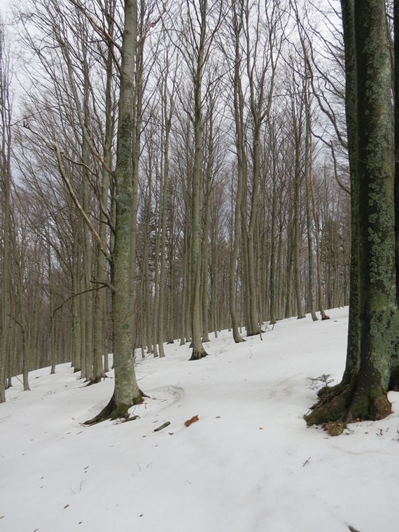 Anello della Faggeta del Monte Zatta (Appennino Ligure)