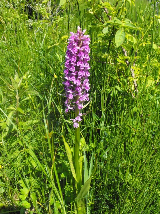 Ibridi da identificare