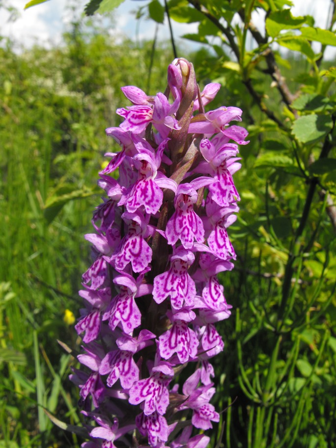 Ibridi da identificare