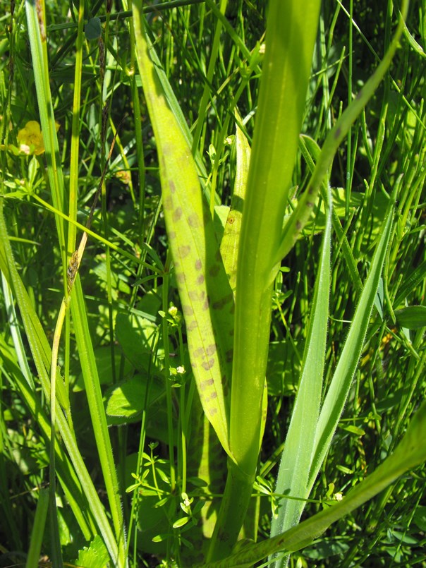 Ibridi da identificare