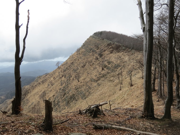 Anello della Faggeta del Monte Zatta (Appennino Ligure)