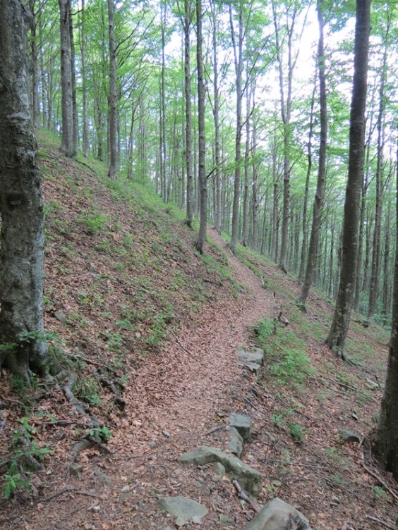 Anello della Faggeta del Monte Zatta (Appennino Ligure)