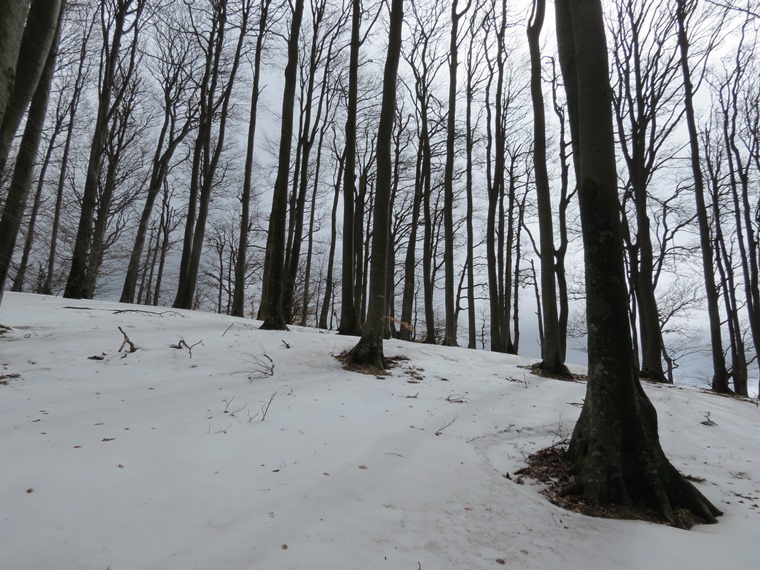 Anello della Faggeta del Monte Zatta (Appennino Ligure)