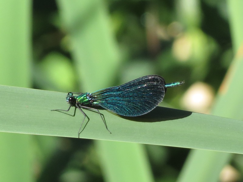 Calopteryx da determinare: C. virgo meridionalis