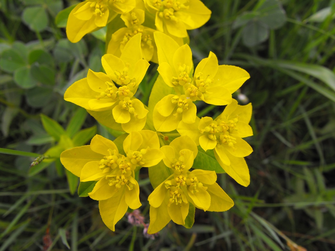 Euphorbia verrucosa (=E. brittingeri )/ Euforbia verrucosa