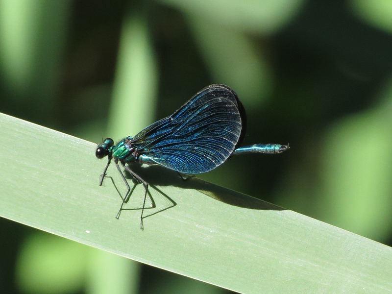 Calopteryx da determinare: C. virgo meridionalis