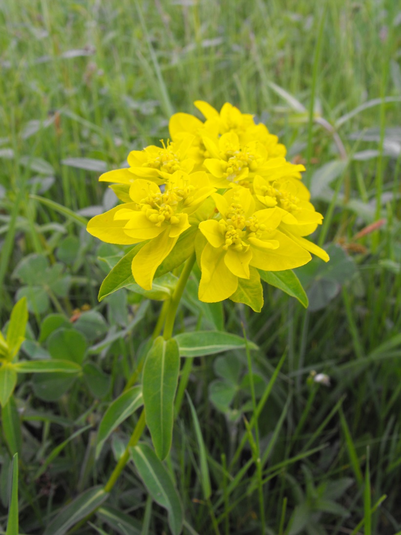 Euphorbia verrucosa (=E. brittingeri )/ Euforbia verrucosa