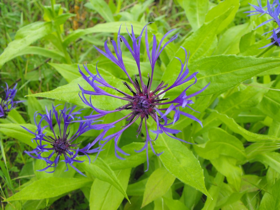 Cyanus triumfetti
