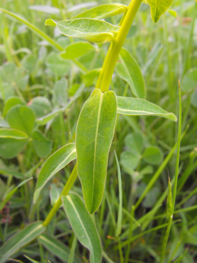 Euphorbia verrucosa (=E. brittingeri )/ Euforbia verrucosa