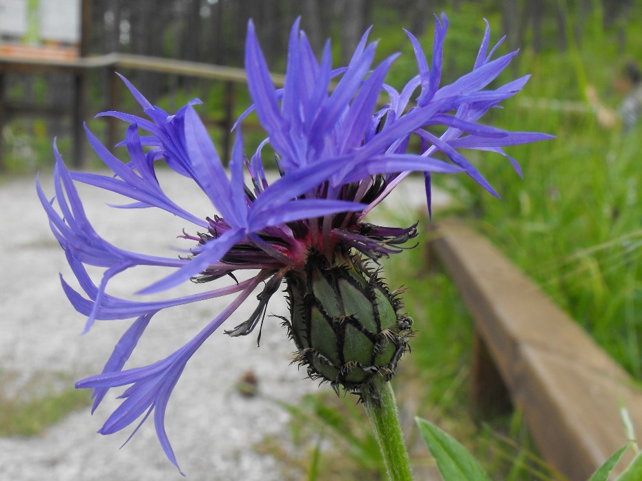 Cyanus triumfetti