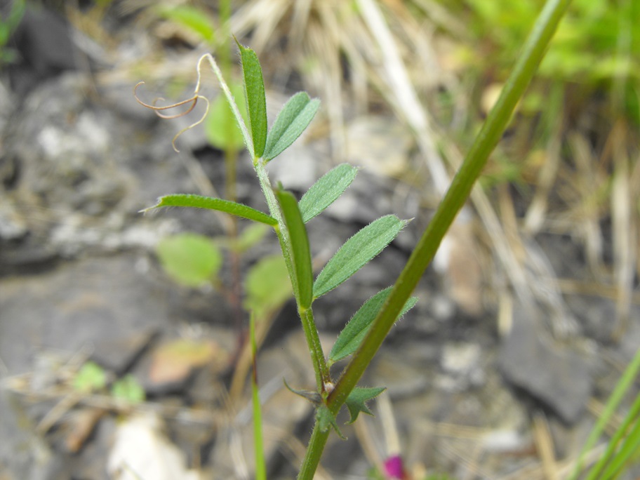 Leguminosa da determinare - Vicia