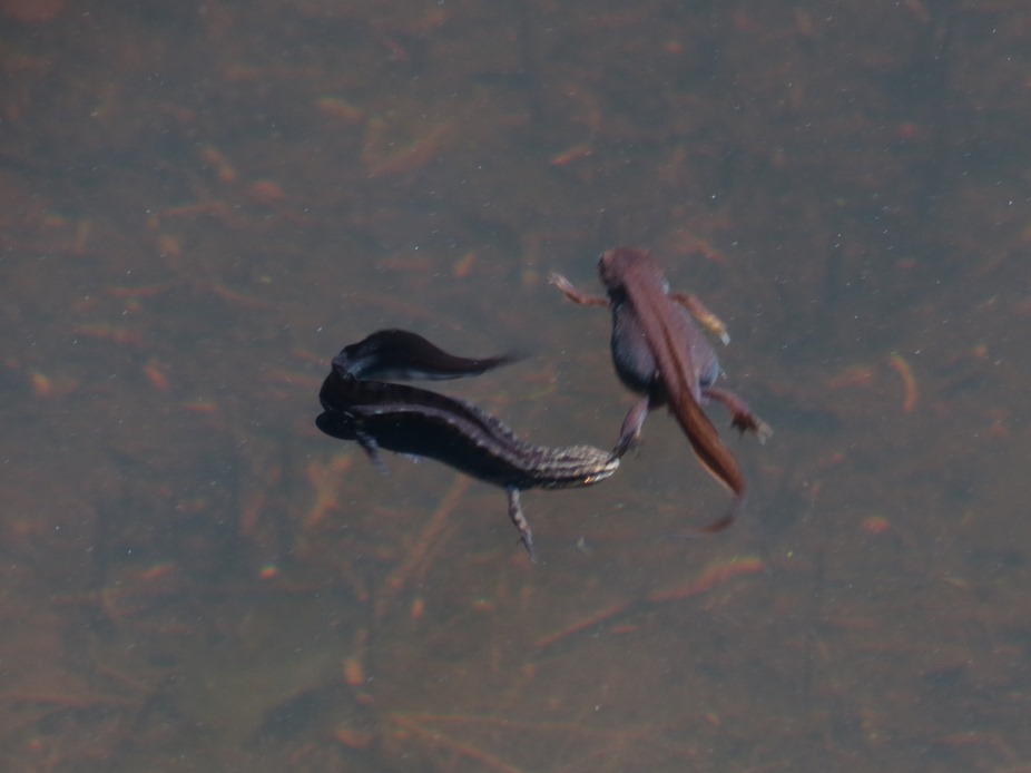 Tritone da identificare - Lissotriton vulgaris meridionalis