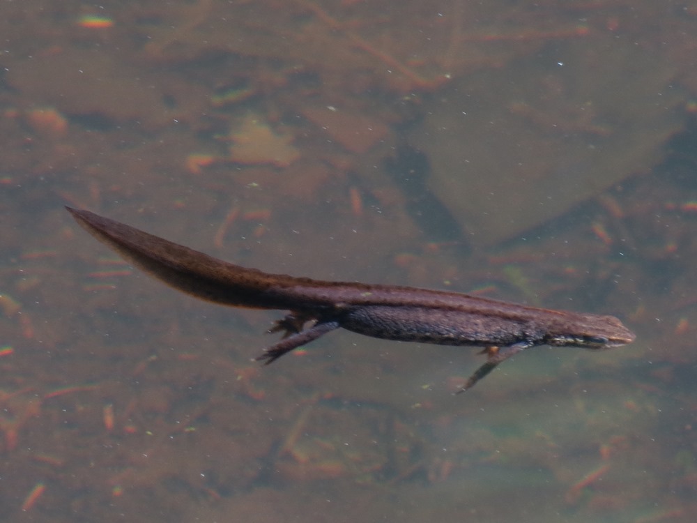 Tritone da identificare - Lissotriton vulgaris meridionalis