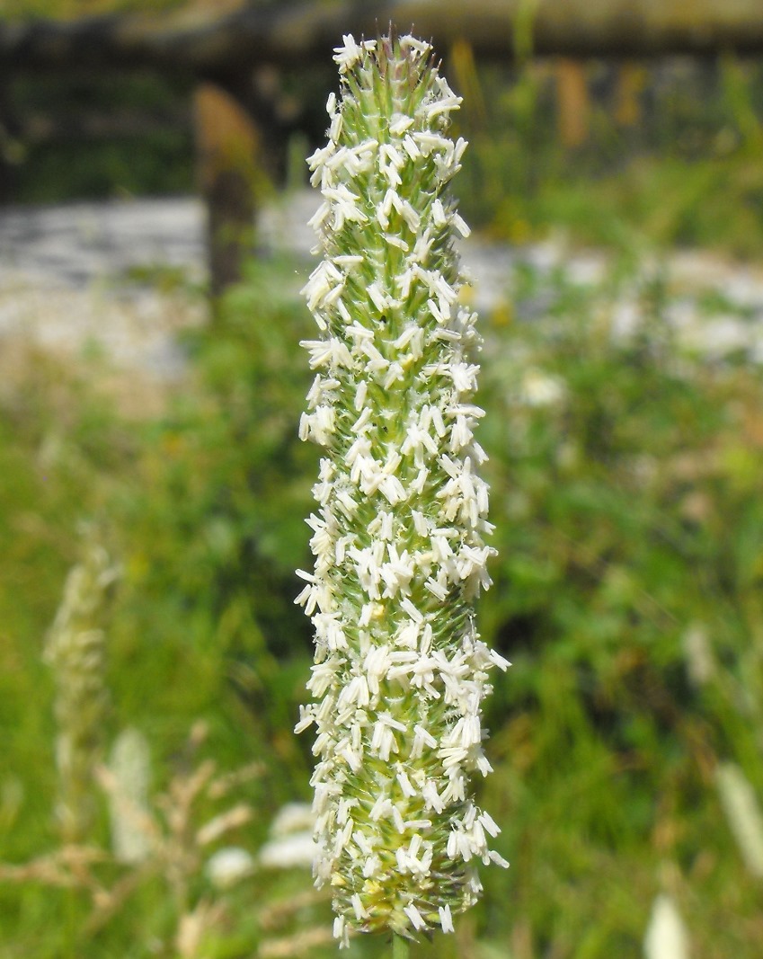 Da determinare - Phleum sp.
