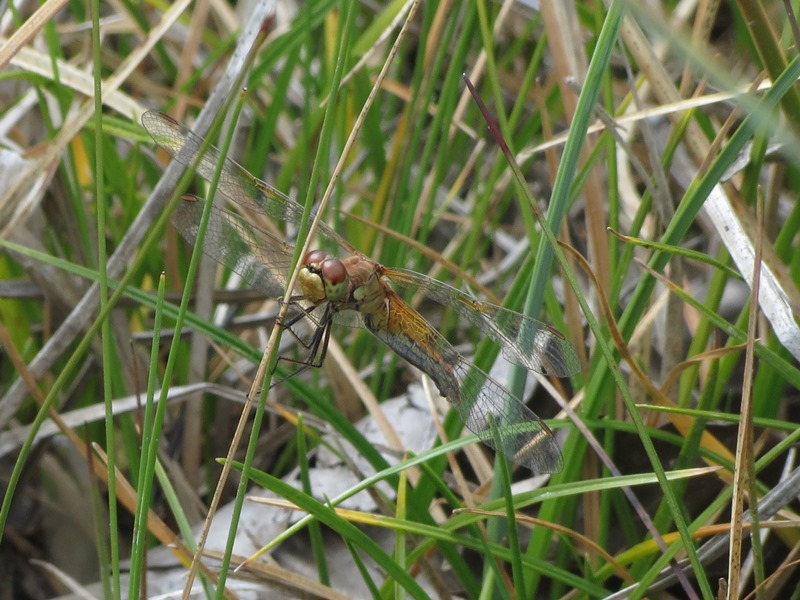 Da determinare: Sympetrum flaveolum, femmina