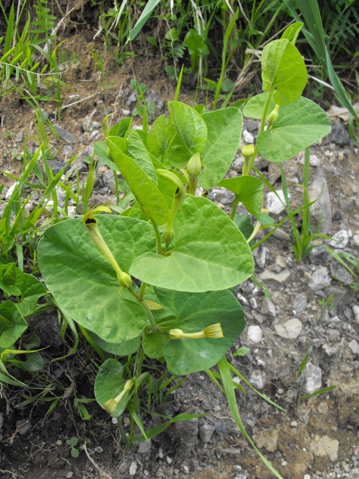 Aristolochia lutea / Aristolochia gialla