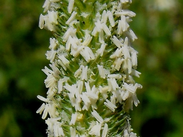 Da determinare - Phleum sp.